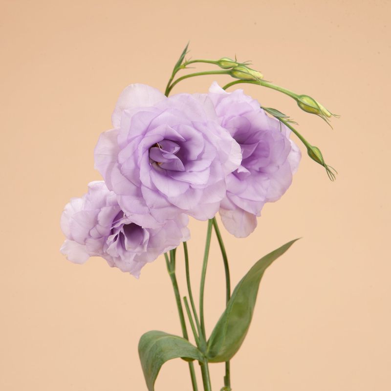 Lisianthus 'Echo Lavender'