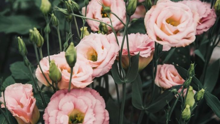 These 13 Peony Alternatives Are So Gorgeous, You’ll Never Look Back