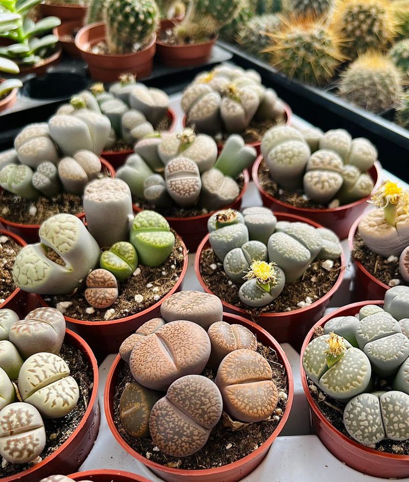 Lithops