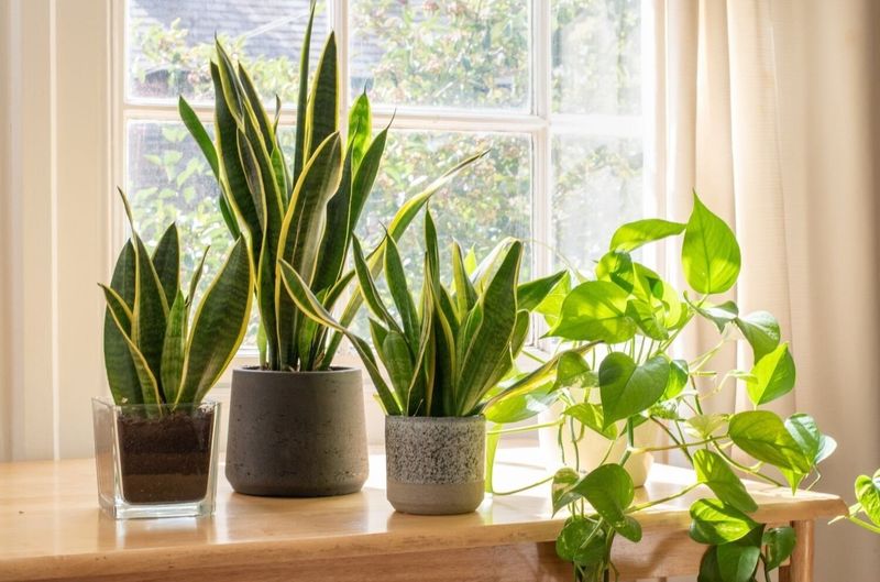 Living Room: Peace Lily and Snake Plant