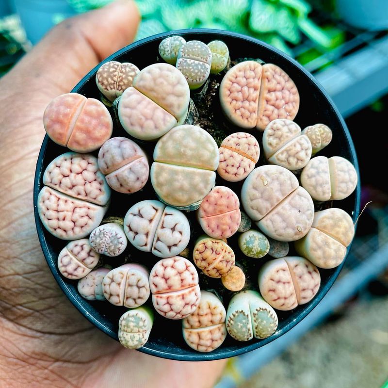 Living Stone Plant (Lithops)