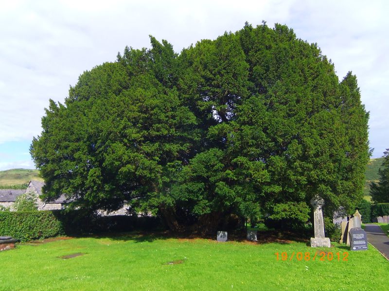 Llangernyw Yew