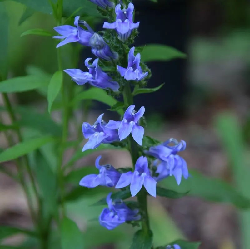 Lobelia