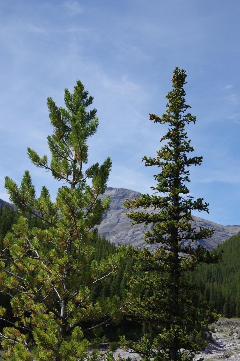 Lodgepole Pine