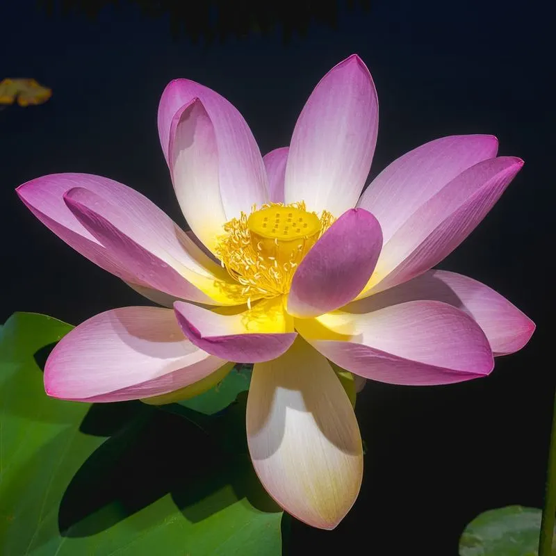 Lotus Flower