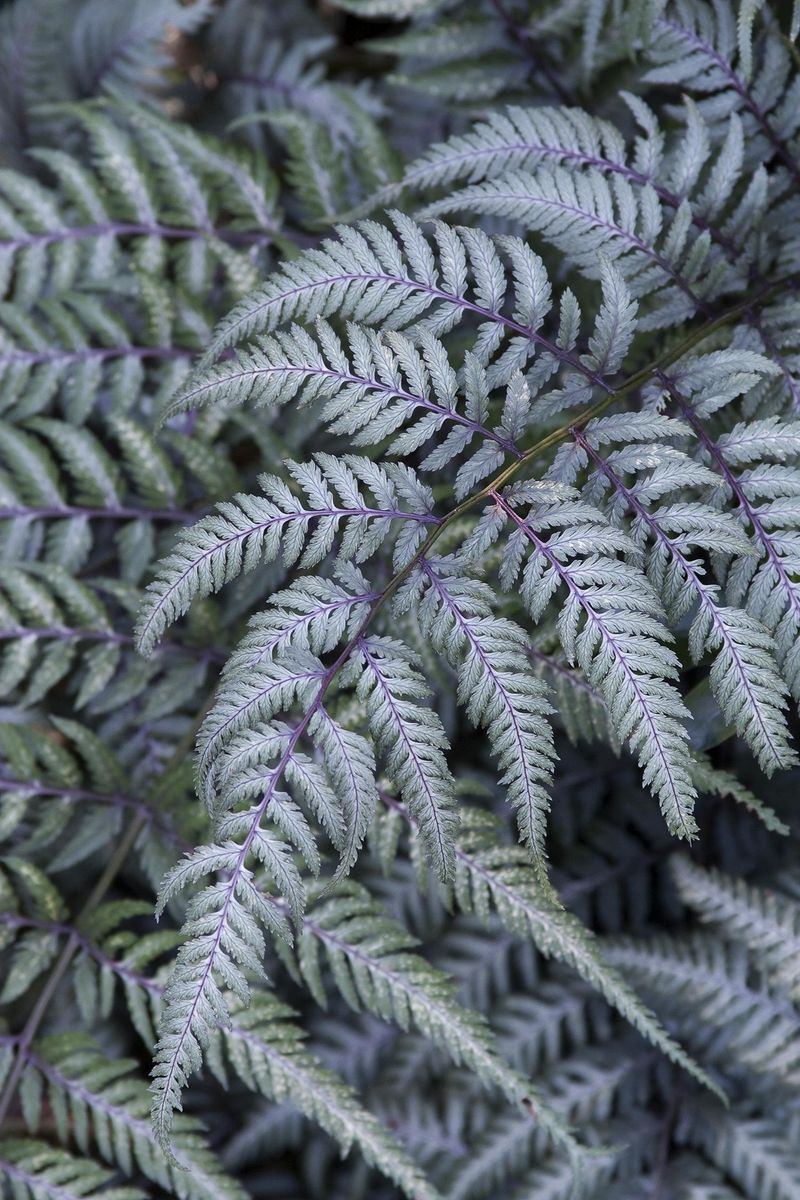 Luminescent Fern