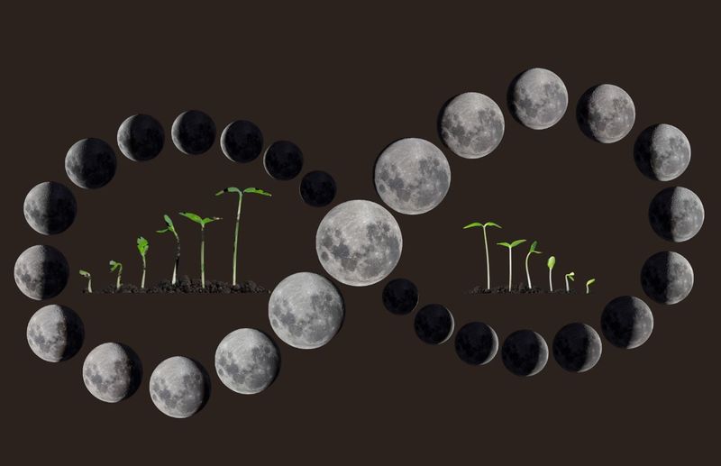 Lunar Cycle Planting