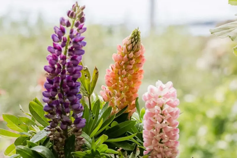 Lupins