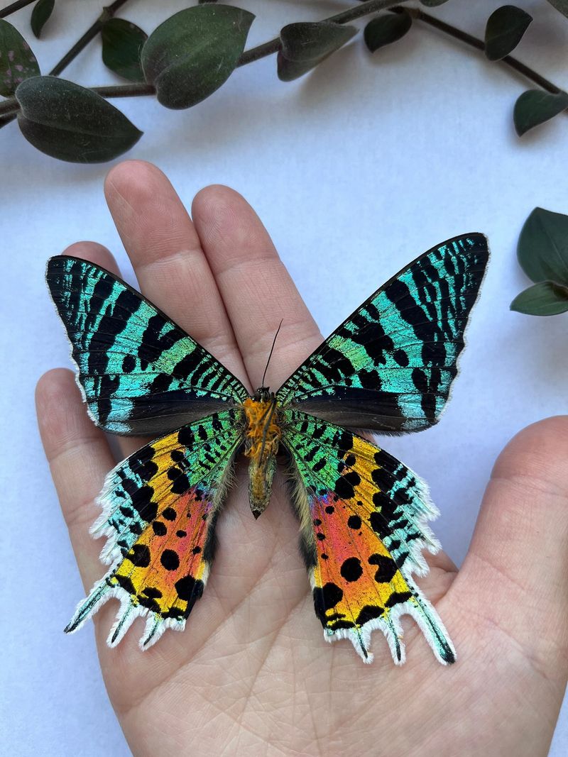 Madagascar Sunset Moth