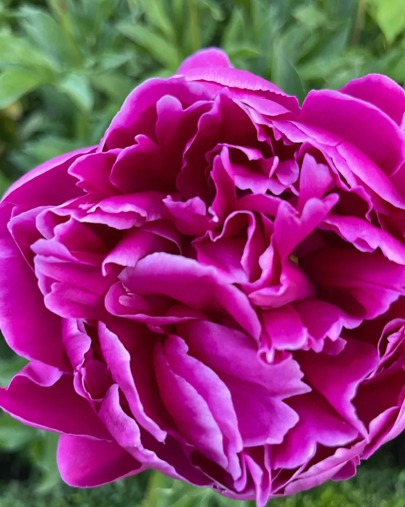 Magenta Peony