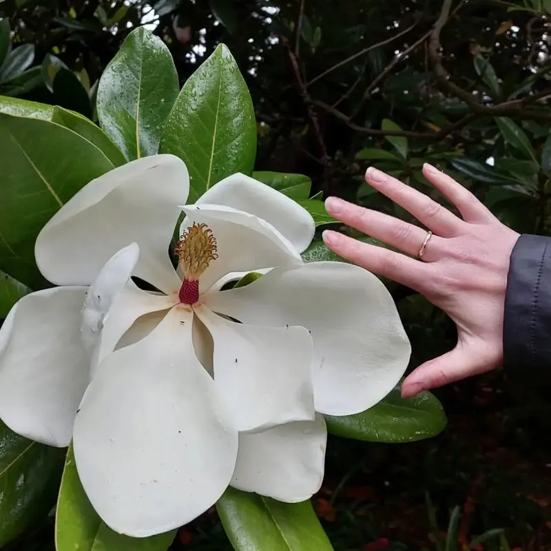 Magnolia (Magnolia grandiflora)