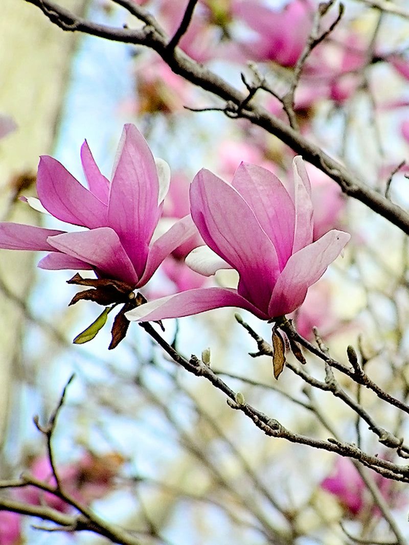 Magnolia