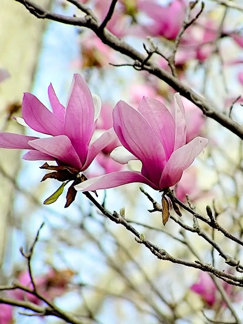 Magnolia