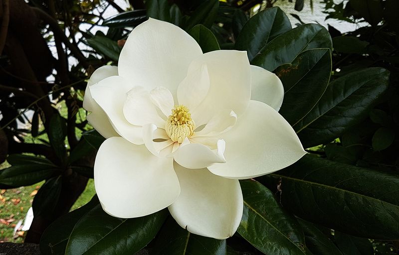 Magnolias