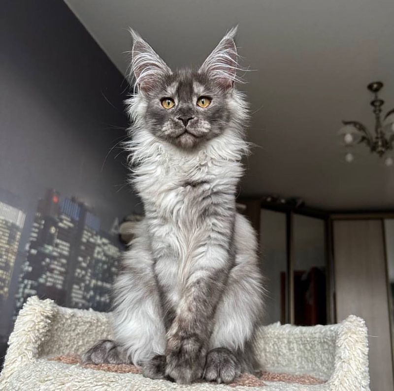 Maine Coon