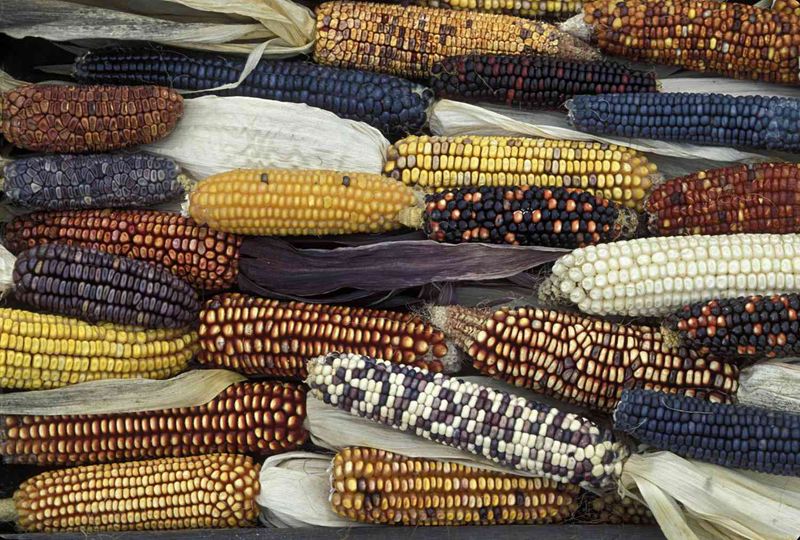 Maize