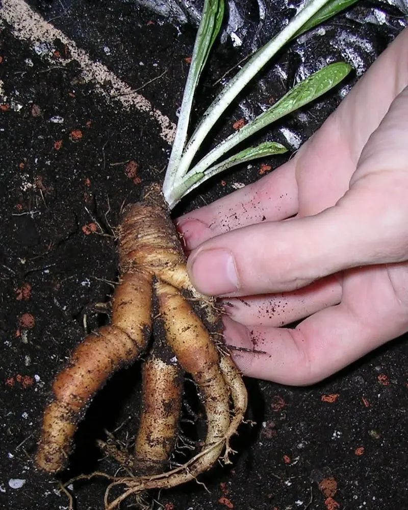 Mandrake Root