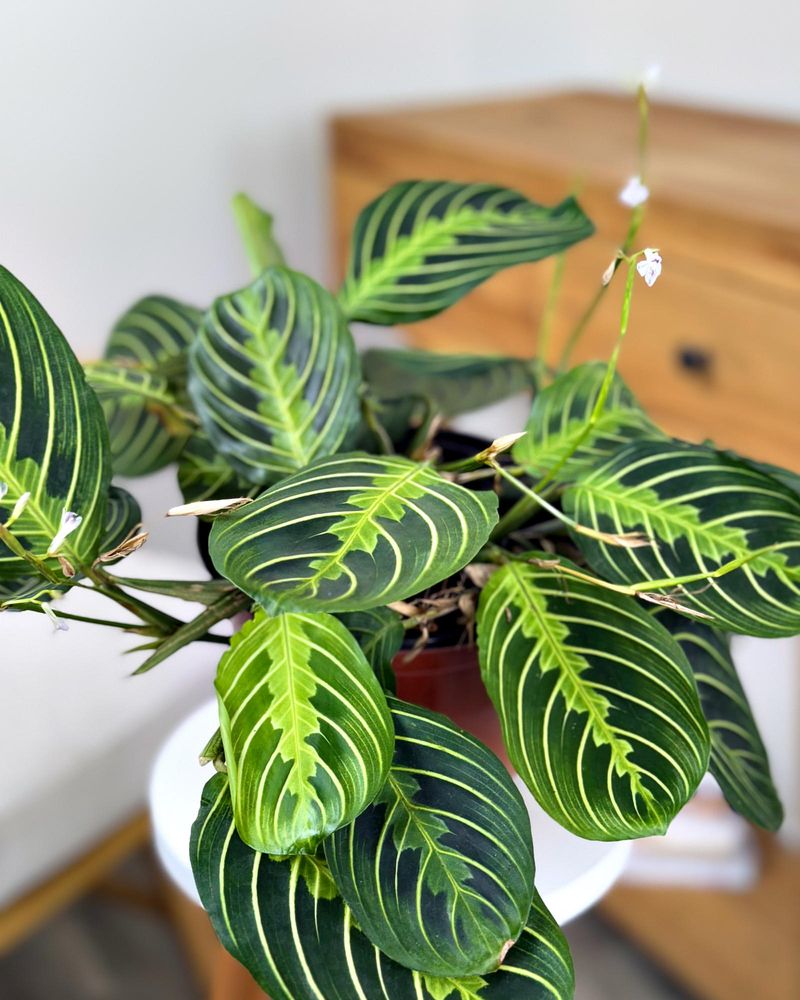 Maranta (Prayer Plant)