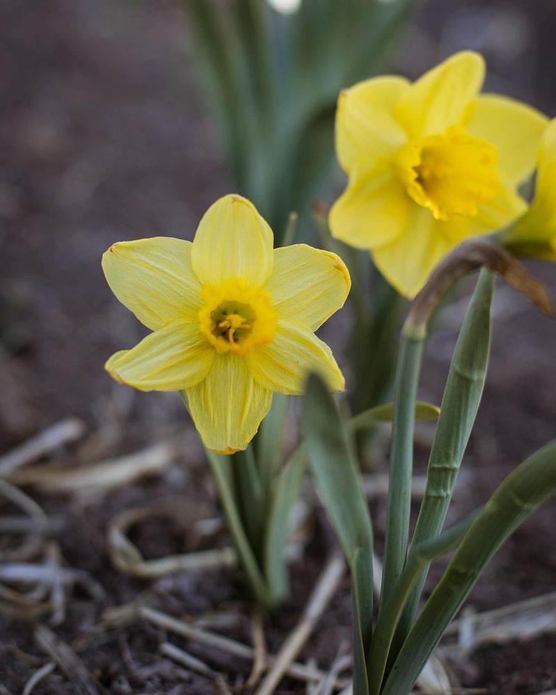 March - Daffodil