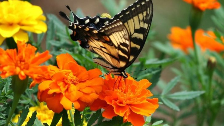 12 Butterfly-Friendly Flowers You Can Easily Grow From Seeds