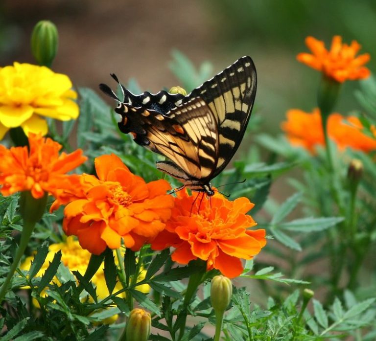 12 Butterfly-Friendly Flowers You Can Easily Grow From Seeds
