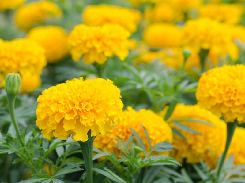 Marigold