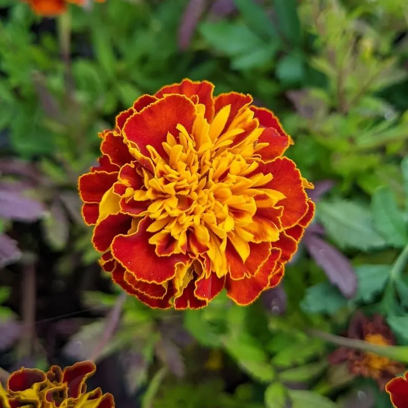 Marigold