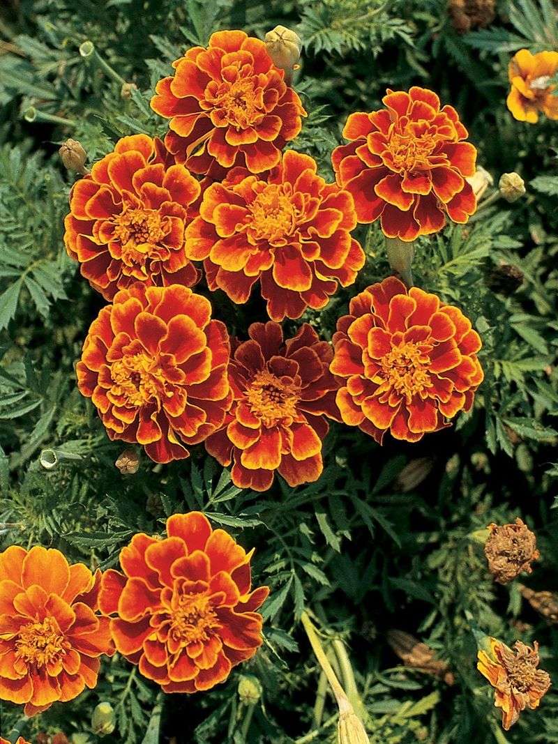 Marigold