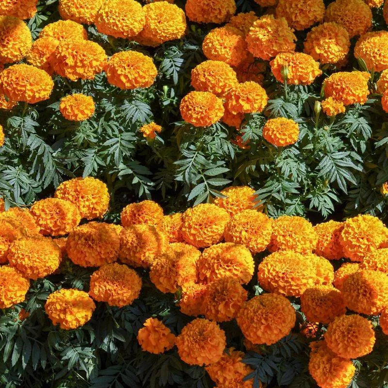 Marigolds