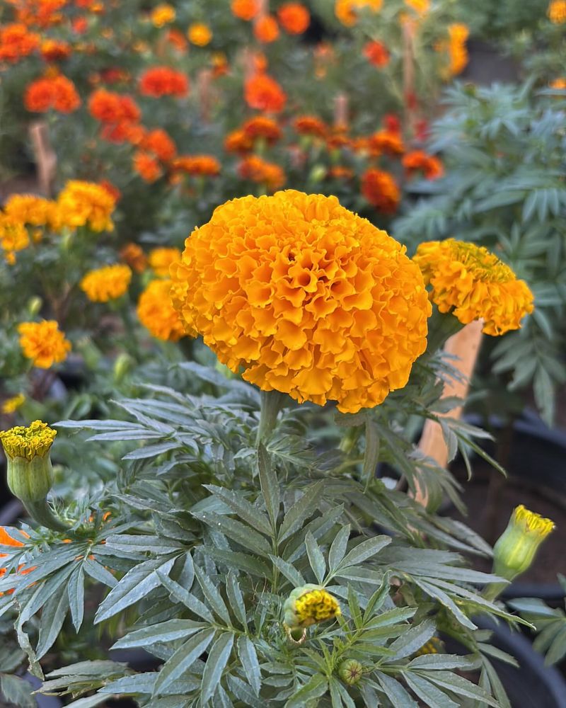 Marigolds