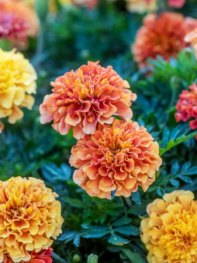 Marigolds