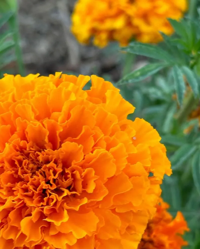 Marigolds