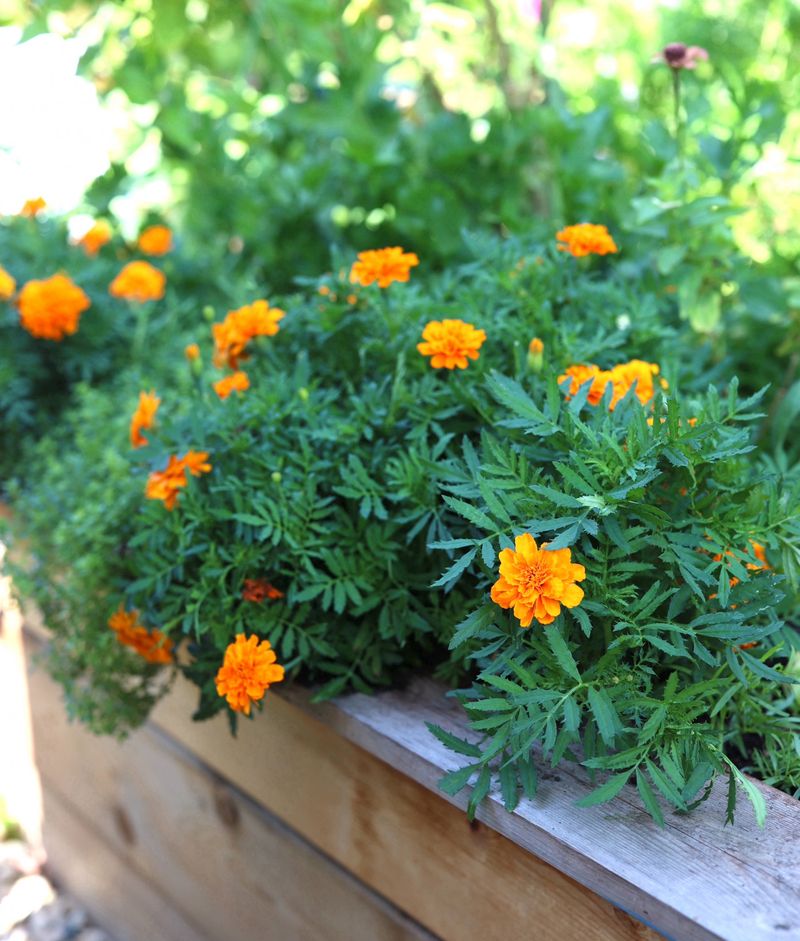 Marigolds