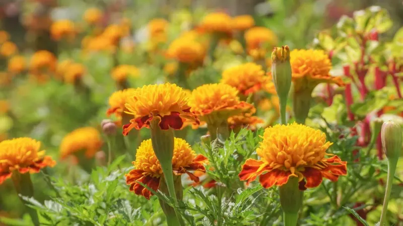 Marigolds