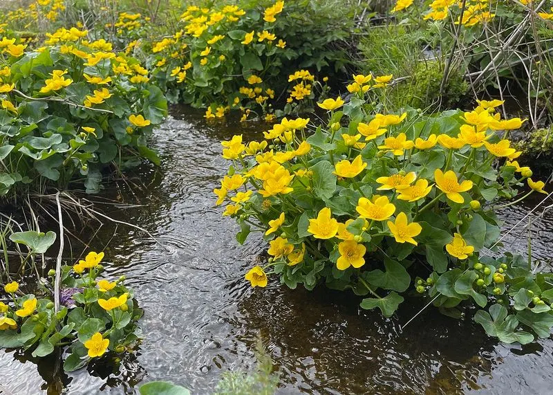 Marsh Marigold