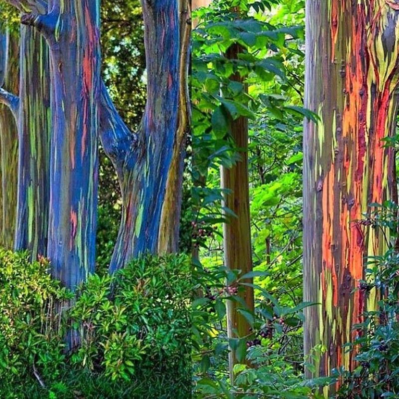 Maui's Rainbow Forest, Hawaii