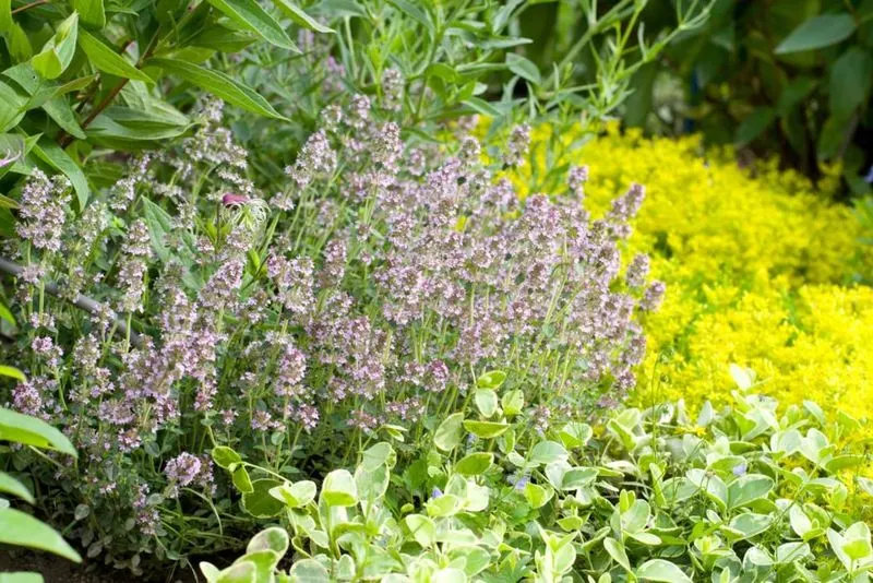 Mediterranean Herb Garden