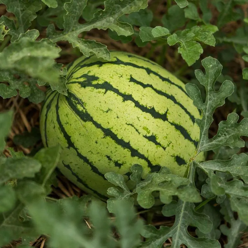 Melons