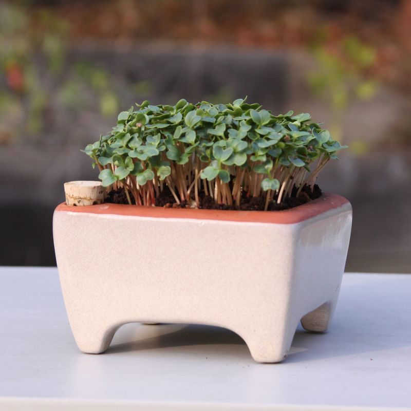 Microgreen Kits for Home