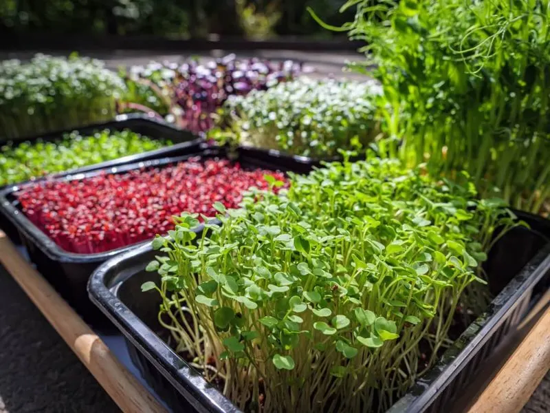 Microgreens Subscription Boxes