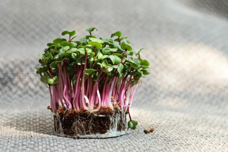 Microgreens as Gifts