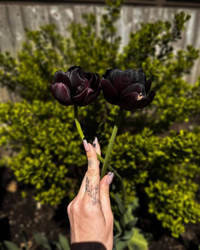 Midnight Black Tulips