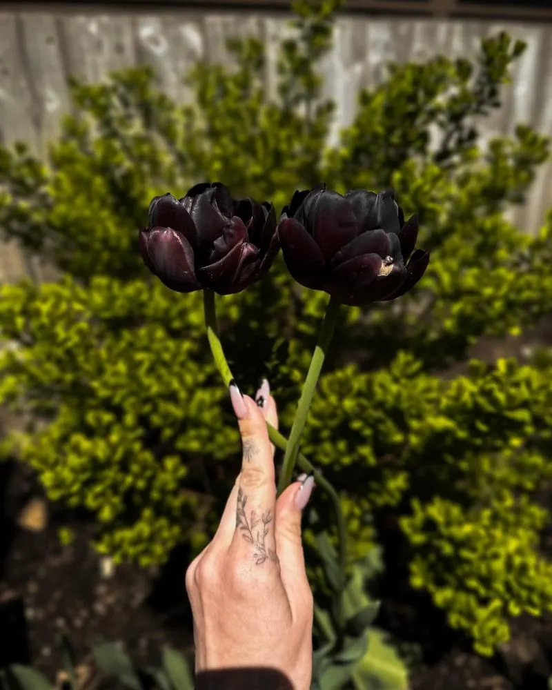 Midnight Black Tulips