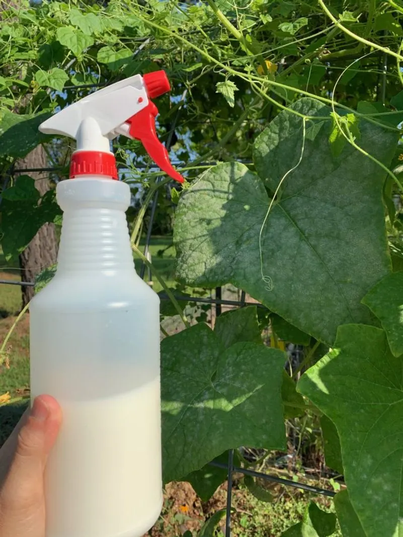 Milk Spray for Powdery Mildew