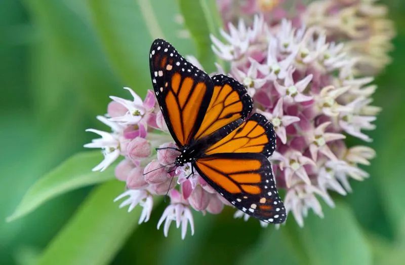 Milkweed