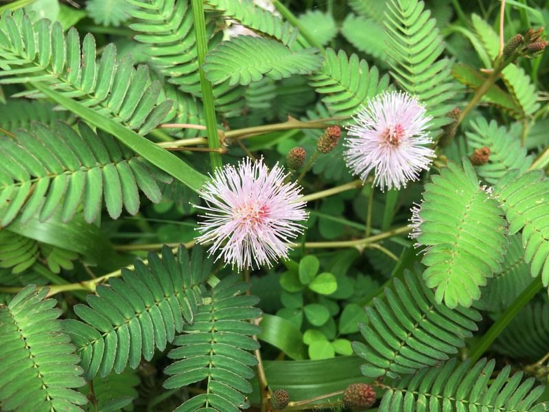 Mimosa Pudica