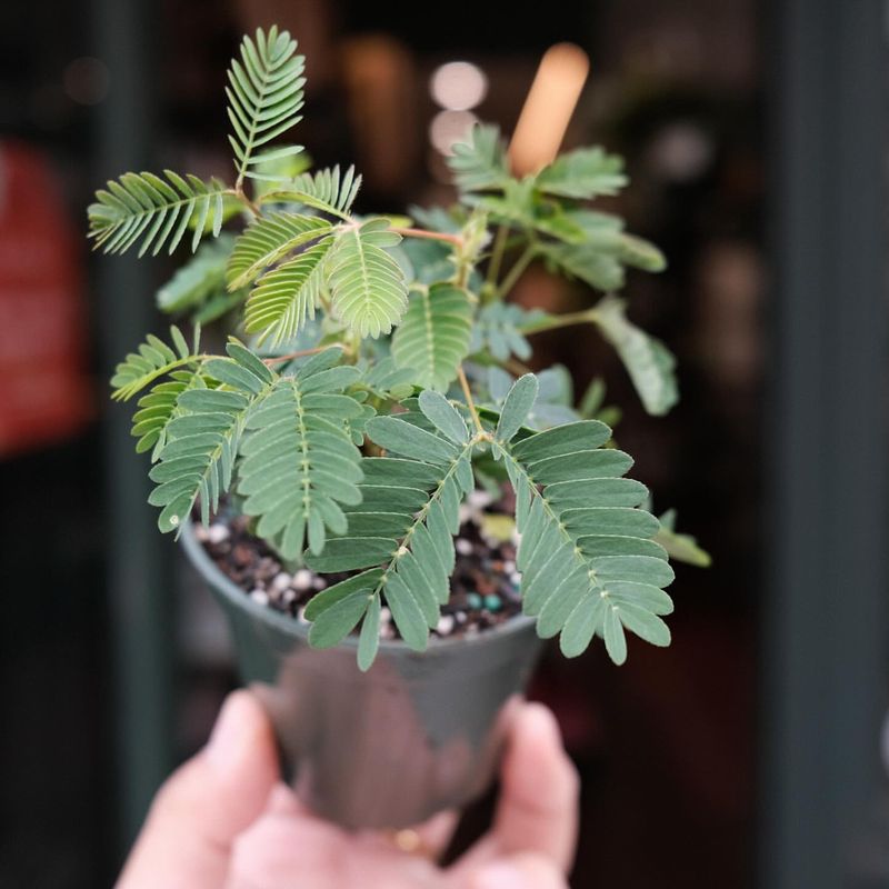 Mimosa Pudica