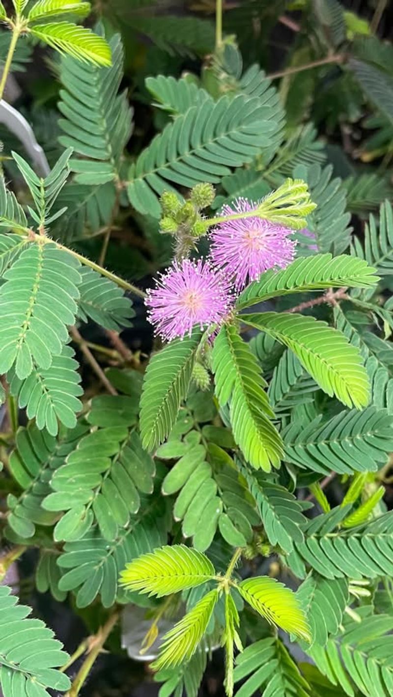 Mimosa Pudica