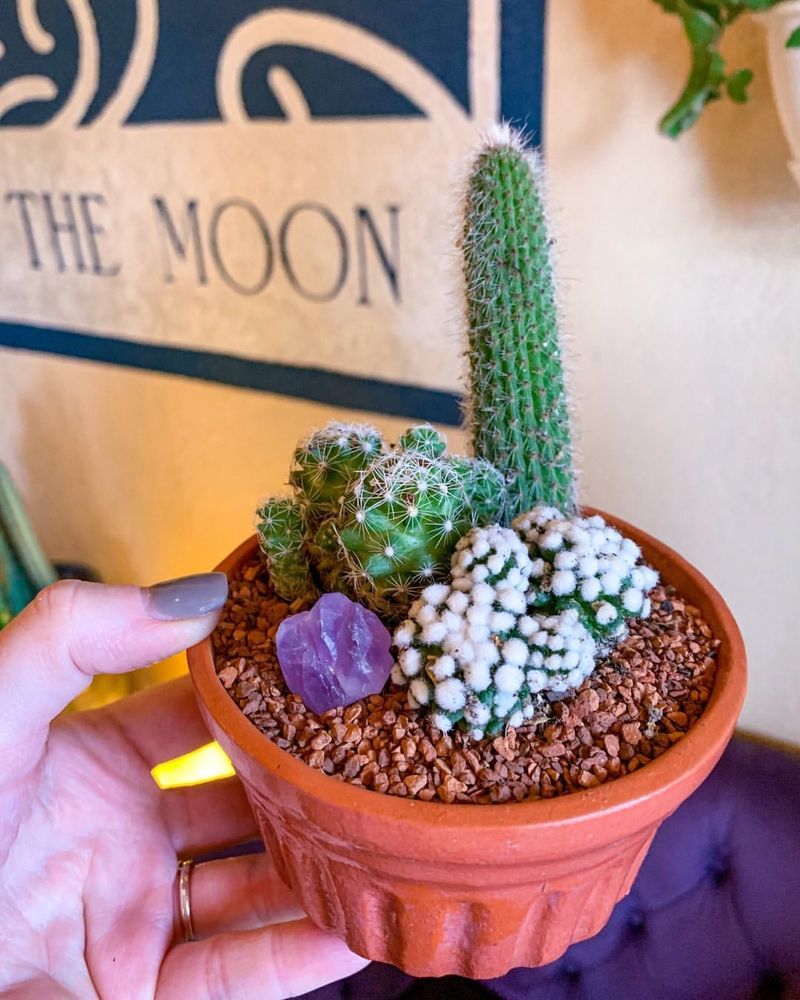 Miniature Cactus Garden