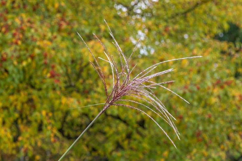 Miscanthus giganteus